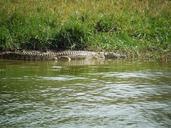 crocodile-on-the-lurking-uganda-1536358.jpg