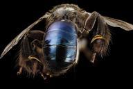 bee_09856e08,m,_thailand,_side_2014-08-09-11.53.12_ZS_PMax.jpg