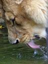 lion-booze-water-tongue-head-640089.jpg