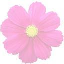 summer-flower-transparent-pink-1017645.png