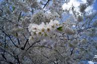 cherry-blossoms-flower-tree-217608.jpg