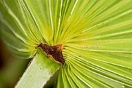 palm-tree-tropical-nature-exotic-469488.jpg