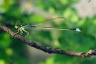 Damselfly September 2007 Osaka Japan.jpg