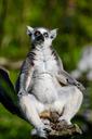 lemur-ring-tailed-lemur-primate-1032054.jpg