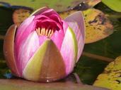 water-lily-leaf-water-summer-1014921.jpg