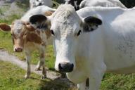 cow-cattle-animals-country-dairy-940293.jpg