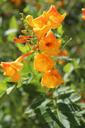 usa-arizona-desert-flower-blossom-214128.jpg