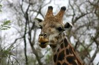 giraffe-safari-south-africa-263334.jpg