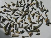 shark-teeth-fossils-hai-extinct-1314272.jpg