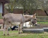 donkey-animal-mammal-standing-163991.jpg