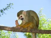 monkey-primate-sitting-branch-708487.jpg