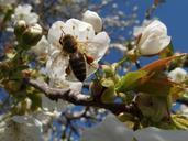 bee-pollen-insect-pollination-802771.jpg