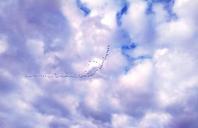 geese-sky-clouds-flying-nature-505413.jpg