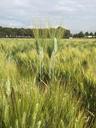 wheat-durum-wheat-field-cereal-1621820.jpg