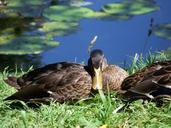 duck-water-nature-wildlife-631417.jpg