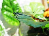 dragonfly-blue-sheet-538112.jpg