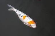 brocade-carp-koi-carp-fish-swim-1298622.jpg