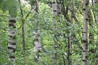 birch-forest-trees-nature-green-112829.jpg