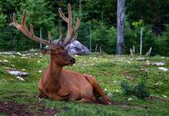 deer-plume-animals-nature-652928.jpg