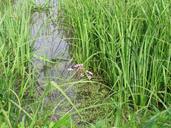 swamp-mead-flower-water-tall-grass-950109.jpg