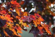 autumn-leaves-red-789038.jpg