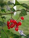 berries-red-red-berries-christmas-536997.jpg