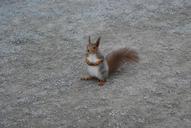 squirrel-sitting-rodent-animal-465565.jpg