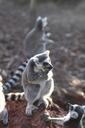 lemur-animal-animal-world-fauna-612602.jpg