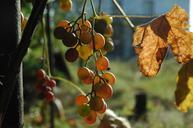 grapes-autumn-fruit-harvesting-986502.jpg