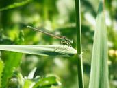 damsel-fly-green-insect-fly-87599.jpg