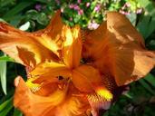 lily-flower-orange-blossom-510743.jpg