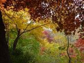 landscape-autumn-autumn-leaves-606343.jpg