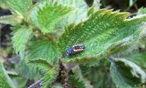 caterpillar-leaf-nettle-insect-642340.jpg