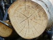 trunk-wood-cracks-cut-trunk-rings-1560037.jpg