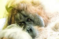 orang-utan-monkey-wild-mammal-918696.jpg