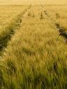 barley-field-away-lane-8237.jpg