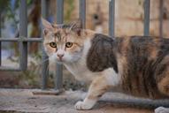 cat-courtyard-animal-1410170.jpg