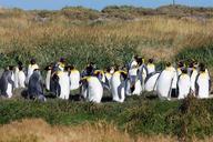 patagonia-penguins-animals-1086907.jpg