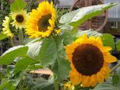 sunflowers-yellow-flowers-nature-943453.jpg