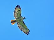 red-tailed-hawk-flying-bird-flight-947416.jpg