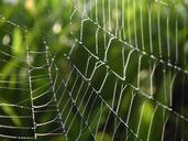 spider-webs-drops-dew-water-386980.jpg