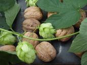 nuts-leaves-hops-185727.jpg