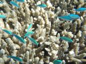 fish-coral-great-barrier-reef-382487.jpg