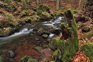 torrent-river-stream-water-tree-548367.jpg