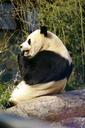 panda-giant-panda-bear-white-black-545303.jpg