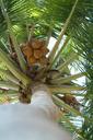 coconut-palma-maldives-230608.jpg