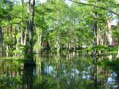 swamp-cypress-lake-water-landscape-699592.jpg