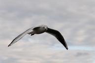 seagull-bird-flight-clouds-animal-335587.jpg