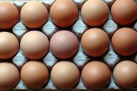 eggs-rows-patterns-nutrition-1668881.jpg