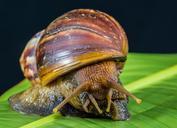 snail-slimy-land-snail-reptiles-424131.jpg